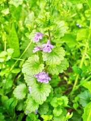 Glechoma hederacea