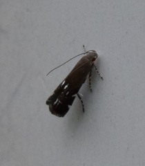 Anacampsis levipedella
