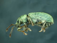 Phyllobius roboretanus