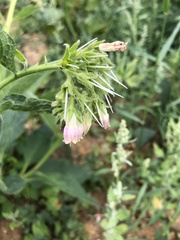 Symphytum officinale