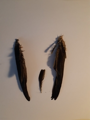 Hirundo rustica