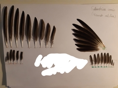 Hirundo rustica