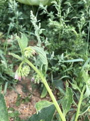 Symphytum officinale