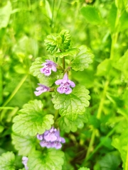 Glechoma hederacea