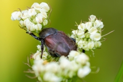 Phyllopertha horticola