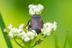 Phyllopertha horticola