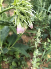 Symphytum officinale