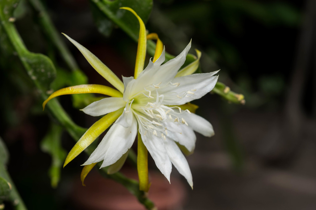 Epiphyllum anguliger