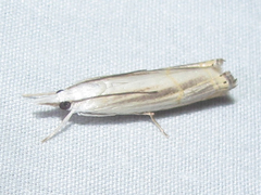 Parapediasia decorellus