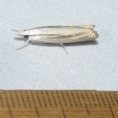 Parapediasia decorellus