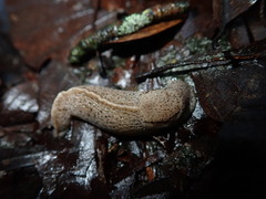 Tandonia rustica