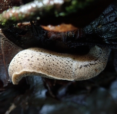 Tandonia rustica