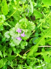 Glechoma hederacea