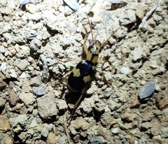 Pheropsophus jessoensis