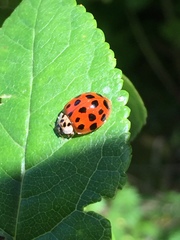 Harmonia axyridis