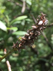 Salix