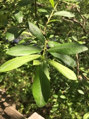 Salix