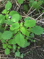 Impatiens capensis