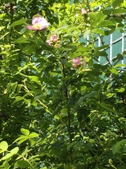 Rosa nutkana