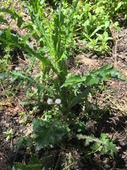 Sonchus asper