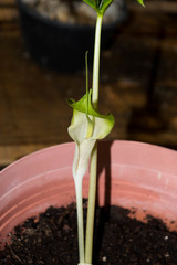 Arisaema macrospathum