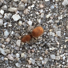 Sphaeropthalma unicolor