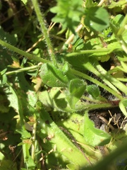 Bellis perennis