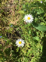 Bellis perennis