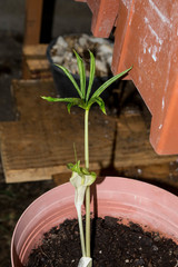 Arisaema macrospathum