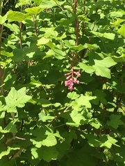 Ribes sanguineum