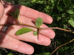 Crataegus douglasii