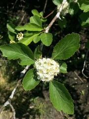 Crataegus douglasii