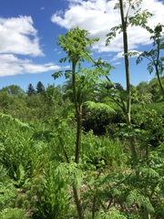 Conium maculatum