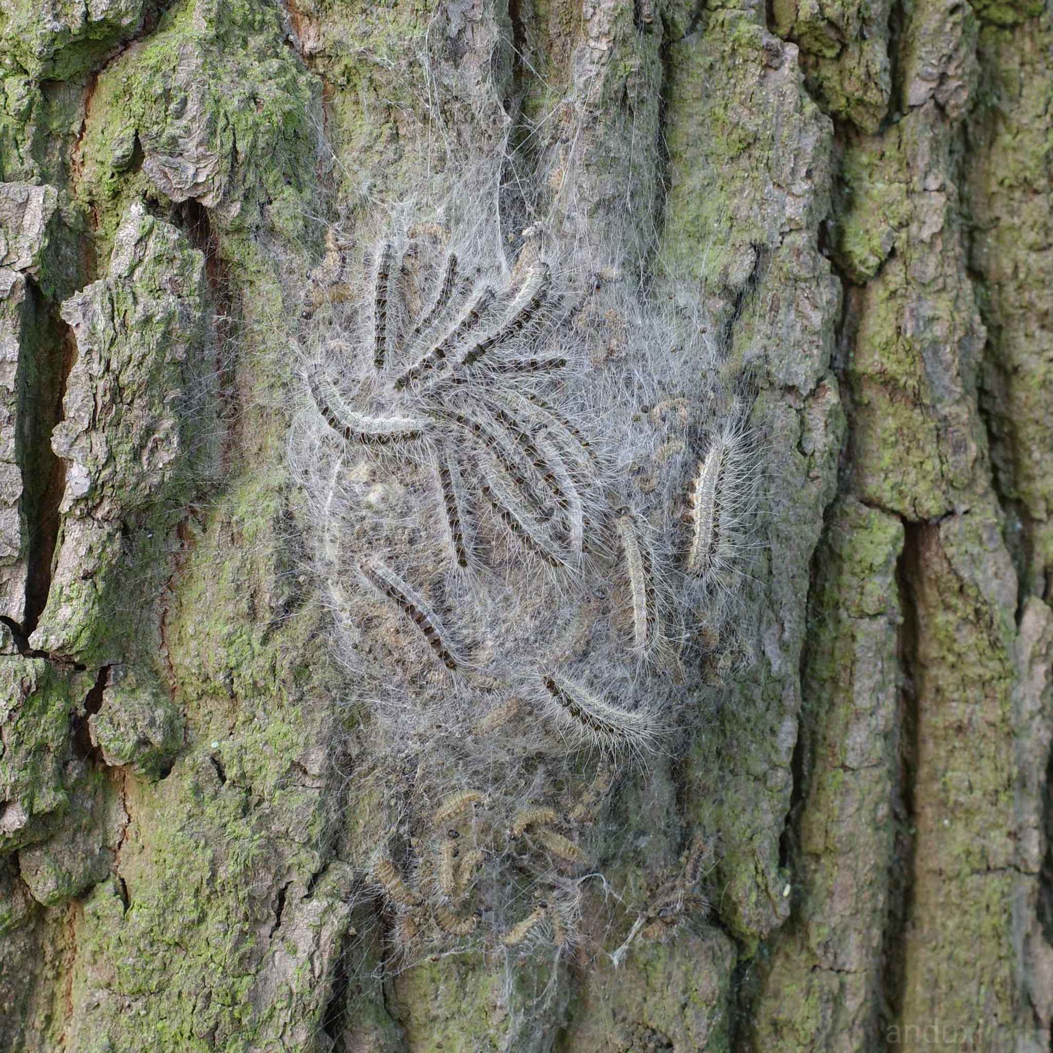 Papillon chêne