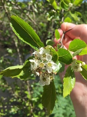 Crataegus douglasii