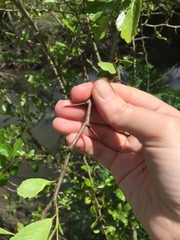 Crataegus douglasii