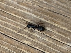 Camponotus modoc