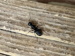 Camponotus modoc