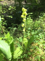 Tellima grandiflora