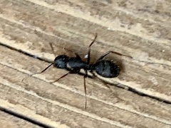 Camponotus modoc