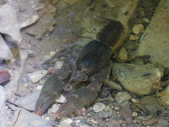 Austropotamobius pallipes