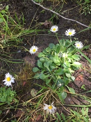 Bellis perennis