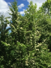 Crataegus monogyna