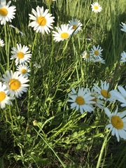 Leucanthemum vulgare