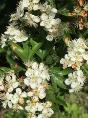 Crataegus monogyna