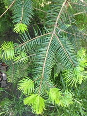 Abies grandis