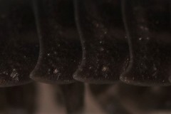 Trachelipus nodulosus