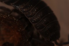 Trachelipus nodulosus