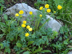 Mountain Buttercup (Ranunculus montanus)