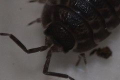 Trachelipus nodulosus